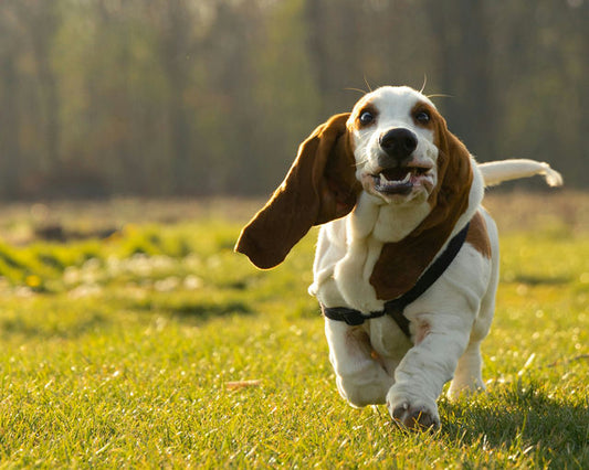 chien-sain-mangeant-des-croquettes-équilibrées-à-côté-de-légumes-et-bol-d'eau