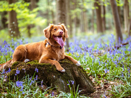 Guide des essentiels pour l'hygiène et la santé du chien avec des produits de soin, jouets à mâcher et nourriture équilibrée