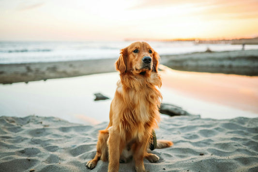 chien heureux tenant un jouet de récompense, à côté d'équipement d'entraînement et d'agilité