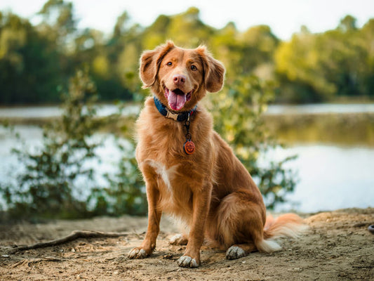 Sélection d'articles professionnels pour le bonheur et bien-être du chien, incluant alimentation, jouets, lit confortable, harnais de sécurité et produits de toilettage.