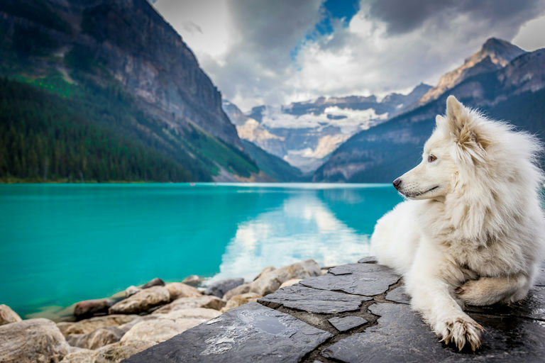 Chien heureux jouant dans un jardin symbolisant une vie saine et équilibrée pour le bien-être canin