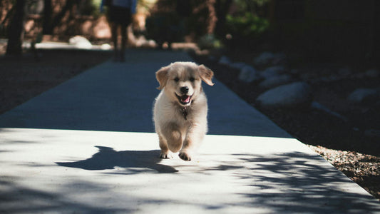 Conseils d'experts pour une vie saine et harmonieuse avec son chien, alimentation équilibrée et jeu interactif