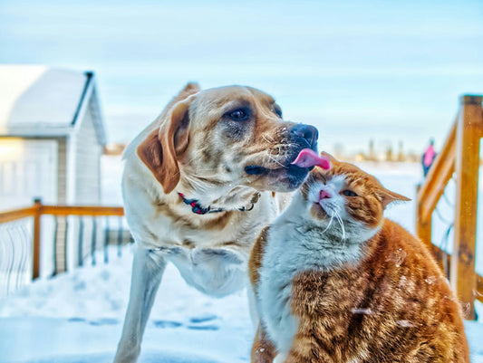 Chien heureux après toilettage et soins d'hygiène essentiels pour sa santé et son bien-être