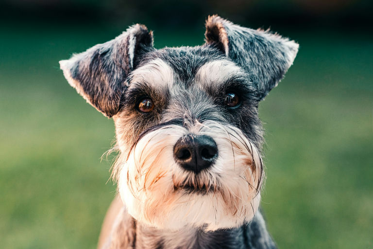 Maître heureux éduquant son chiot avec douceur et récompenses pendant une session de clic-training en plein air