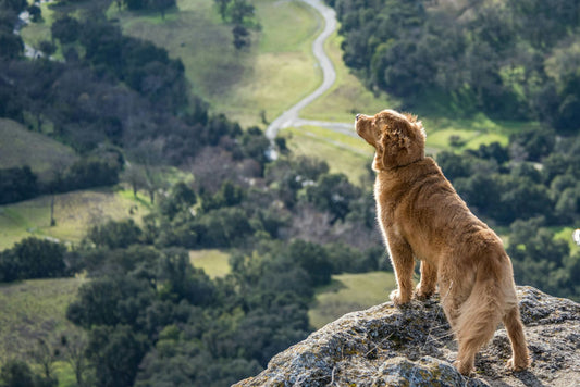 Chien bien éduqué et heureux recevant une friandise lors d'une séance de dressage positive avec des accessoires d'éducation canine