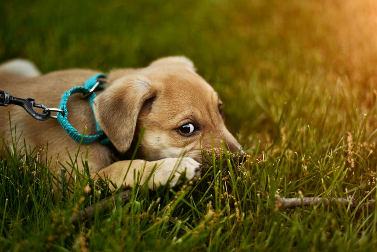 Chien en train de recevoir des soins d'hygiène avec brossage de pelage, produits de toilettage et trousse de santé dentaire en arrière-plan