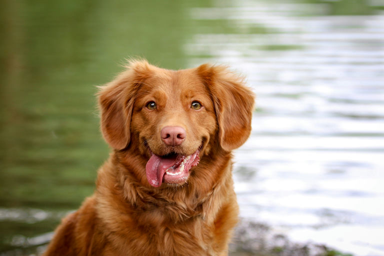 Chien en bonne santé mangeant des croquettes équilibrées adaptées à ses besoins nutritionnels