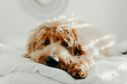 Chien heureux avec des accessoires de qualité pour son bien-être et sa sécurité