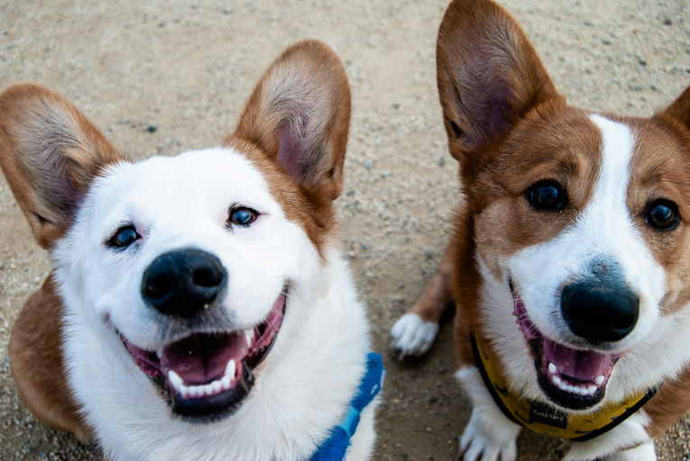 Chien en bonne santé mangeant des croquettes équilibrées avec des jouets et un bol d'eau en arrière-plan