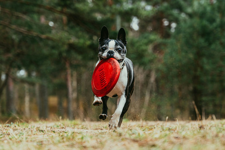 chien heureux jouant dans un parc reflétant une vie saine et équilibrée