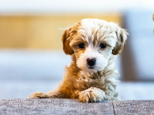 chien-heureux-jouant-avec-frisbee-ensoleilé-pour-bien-être-canin