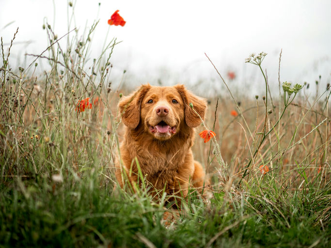 Chien heureux se reposant dans un coin paisible de la maison avec des jouets et un panier confortable, symbolisant un espace de vie harmonisé pour le bien-être animal.