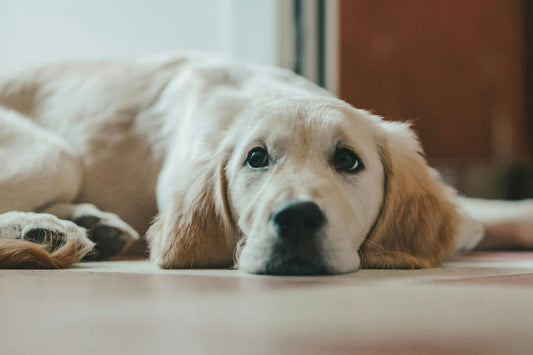 Chien en bonne santé mangeant des croquettes équilibrées avec bol d'eau frais à côté