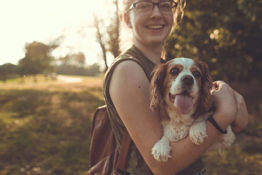 Chien en bonne santé se tenant à côté de sa gamelle équilibrée avec variété d'aliments nutritifs