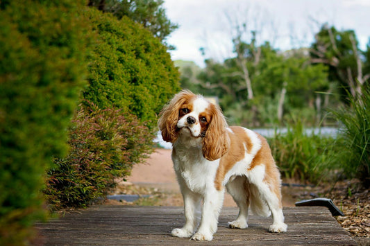 Guide de toilettage pour un chien en bonne santé et heureux