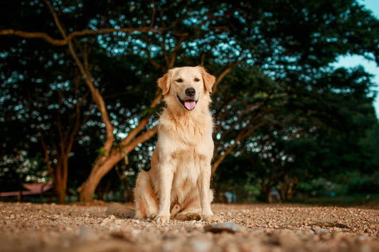 Chien heureux pratiquant un exercice physique en plein air pour illustrer un mode de vie sain et un bien-être optimal.