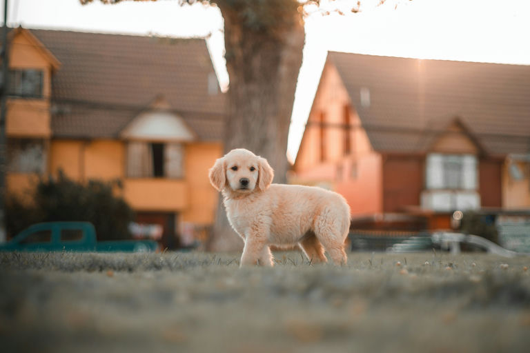 Chien heureux après un toilettage complet, brossé et bien soigné, avec produits d'hygiène pour chiens en arrière-plan