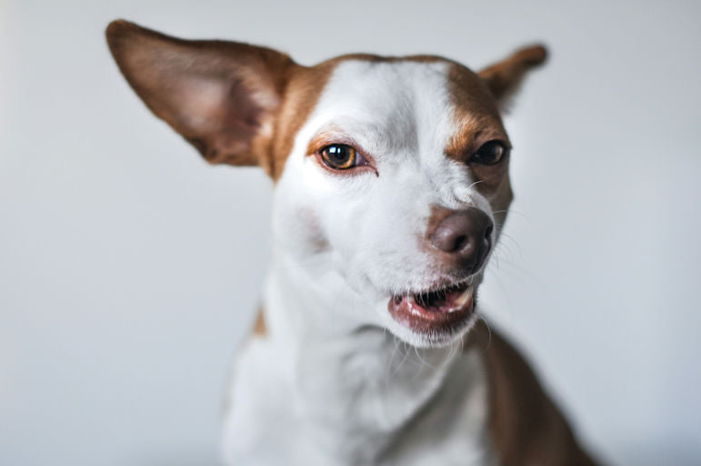 Chien heureux profitant d'un bain avec shampoing spécifique, toilettage des oreilles, brosse à dents canine et coupe-ongles pour une hygiène complète