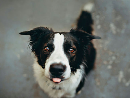 Chien heureux jouant avec des jouets et des accessoires pour une vie équilibrée et saine