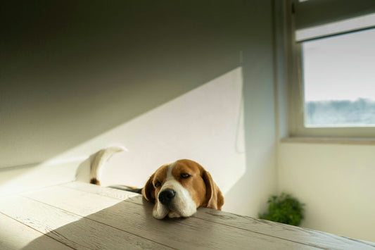 Chien heureux profitant de soins d'hygiène et de bien-être pour une santé optimale