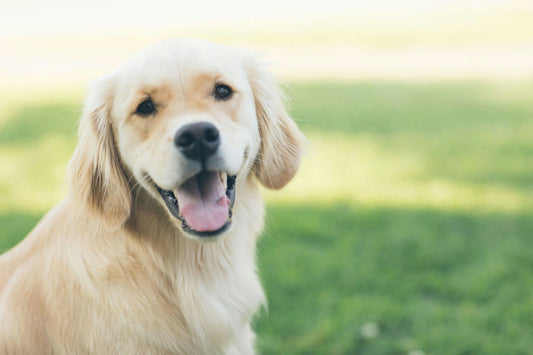 éducateur canin enseignant à un chien obéissant lors d'une séance de socialisation et de renforcement positif