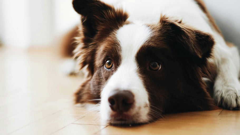 Éducation positive de chien avec maître récompensant un comportement exemplaire