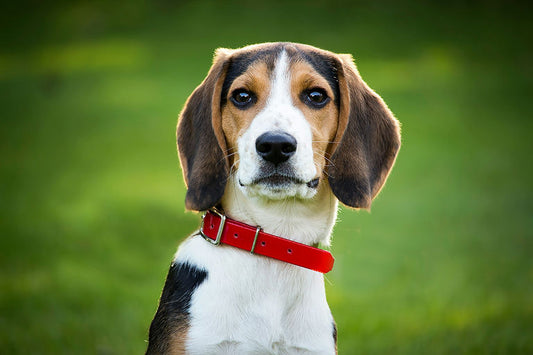 Chien heureux jouant avec un assortiment de jouets indispensables pour son bien-être et son épanouissement