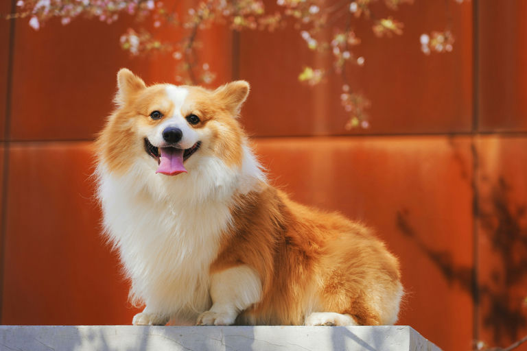 Chien heureux jouant avec un jouet durable dans un lit confortable pour illustrer le choix d'articles pour le bien-être canin.