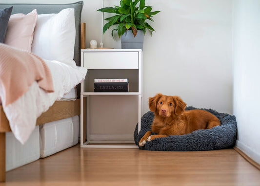 Chien heureux se reposant dans un coussin confortable à la maison avec des jouets et de l'eau fraîche, symbolisant un mode de vie équilibré et un bien-être optimal.