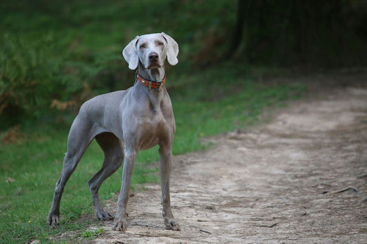 chien en bonne santé se tenant joyeusement avec une sélection d'aliments équilibrés et nutritifs