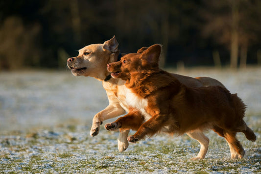 Maître et chien pratiquant l'éducation canine positive pour une relation harmonieuse
