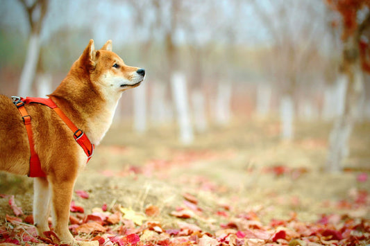 Chien en pleine santé recevant des soins d'hygiène avec brossage, bain, soins dentaires et nettoyage des oreilles et des yeux