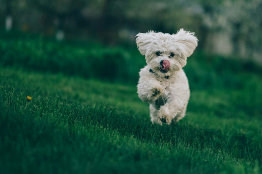 Équipement professionnel pour chiens alliant confort et qualité, incluant colliers, laisses, couchages, gamelles et jouets