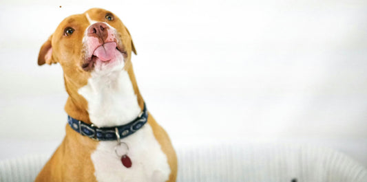 Chien heureux prenant un bain avec des produits de soin adaptés, une brosse à dents pour chiens en premier plan, et des jouets pour l'hygiène dentaire