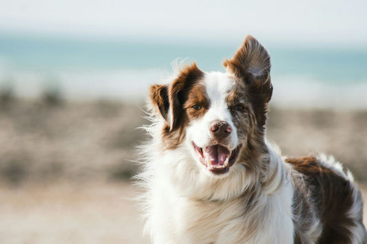 Équipement canin professionnel avec harnais, laisses, jouets éducatifs et produits de toilettage pour le bien-être animal