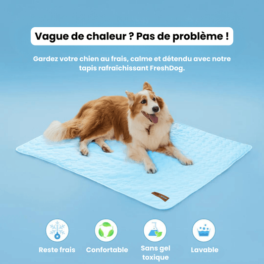 Tapis chien rafraîchissant