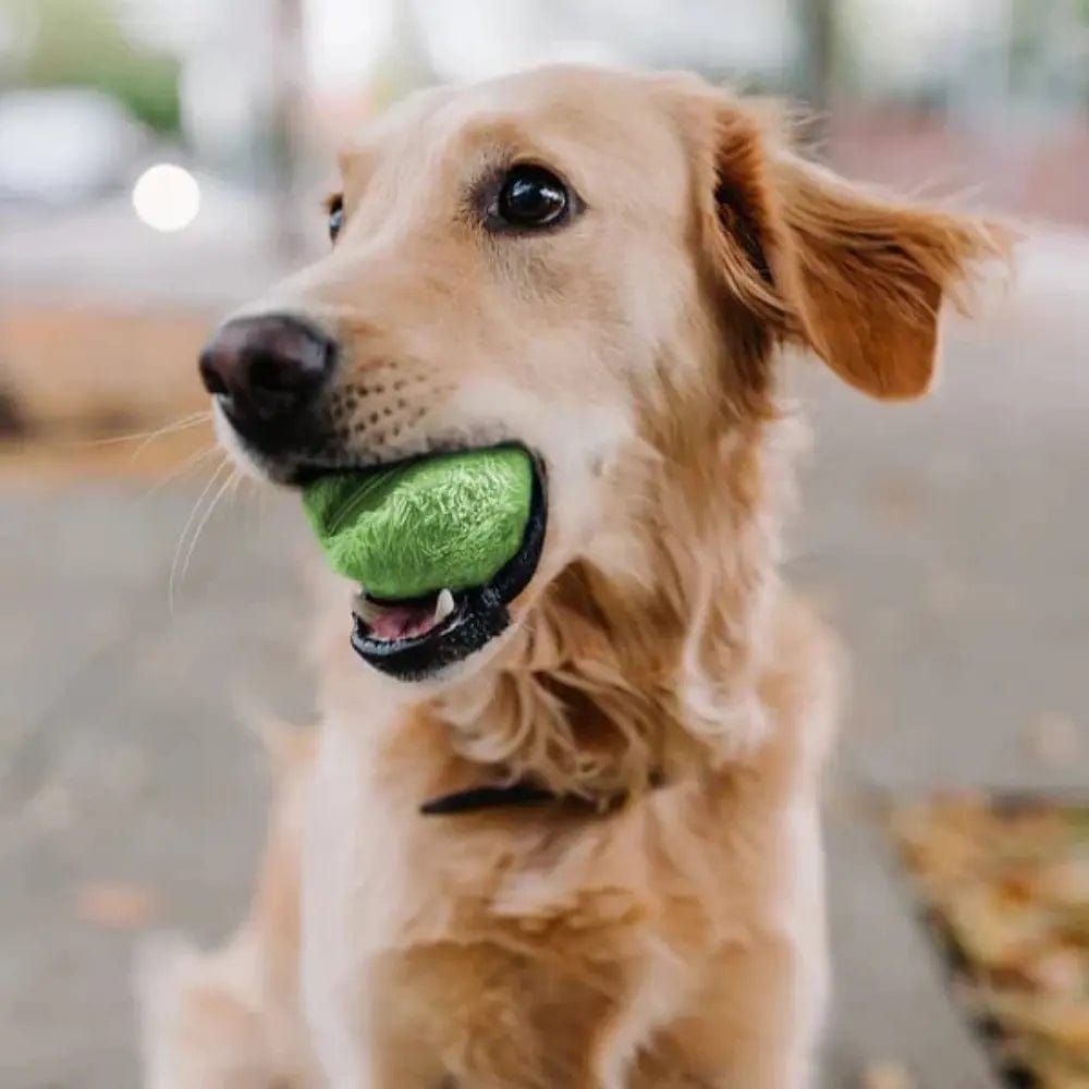 Balle Énergétique Interactive pour Chien