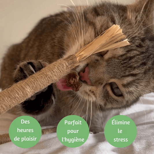 Bâtons à mâcher pour chat